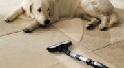 Carpet Cleaning