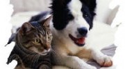 Pet Stain & Odor Removal